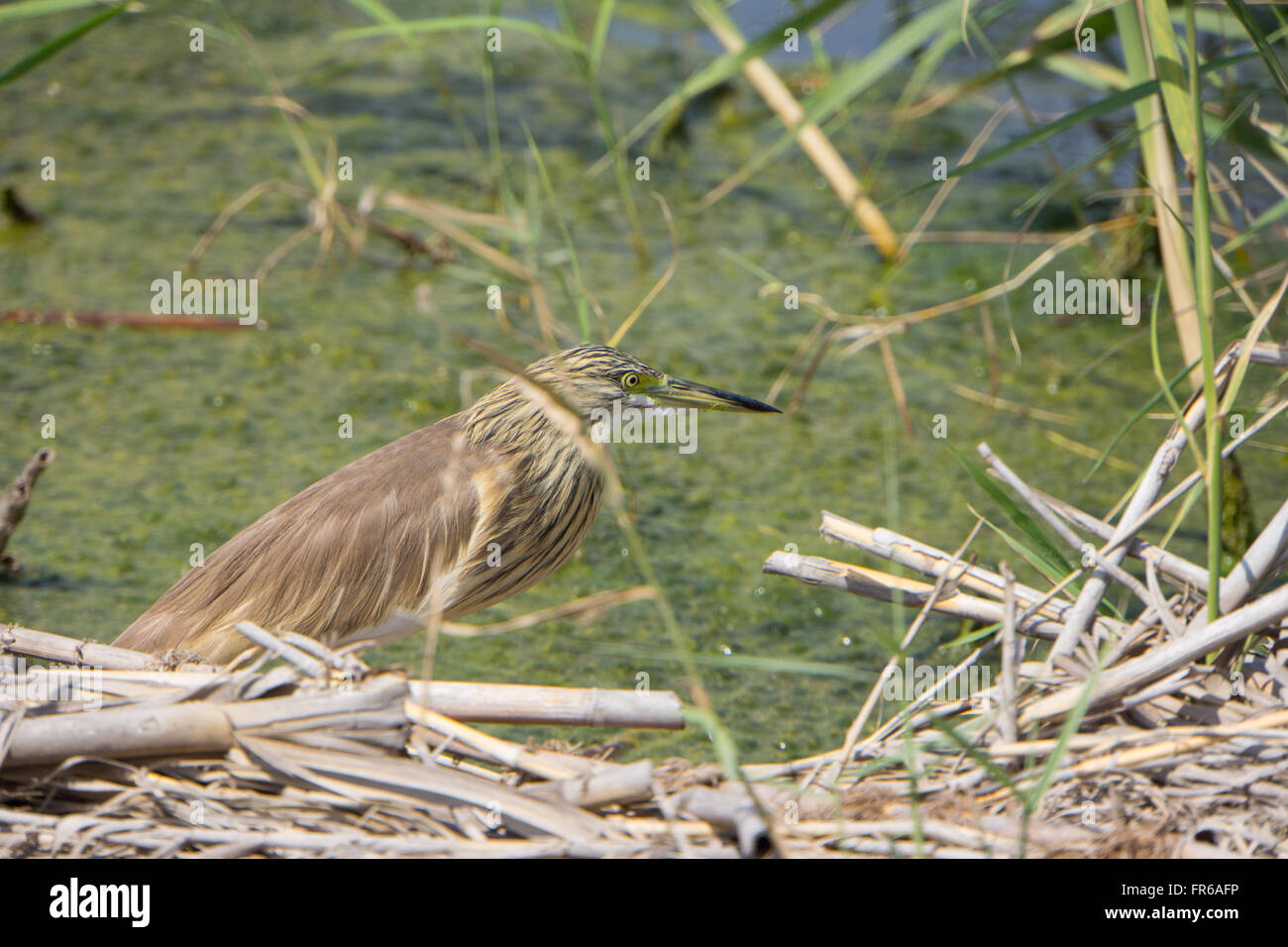 Squacco Heron neben Pool Jagd. Stockfoto