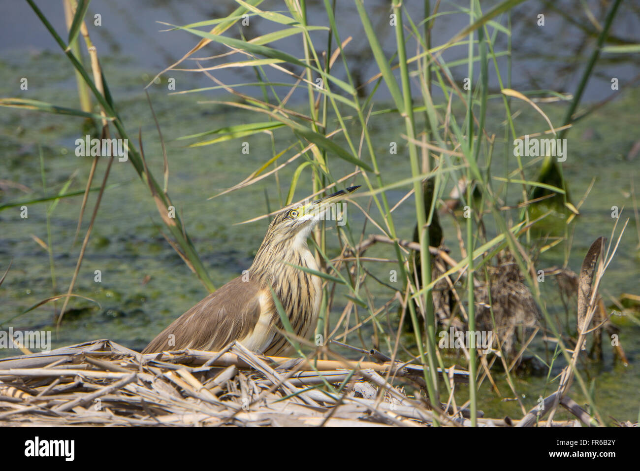 Squacco Heron im Schilf Stockfoto