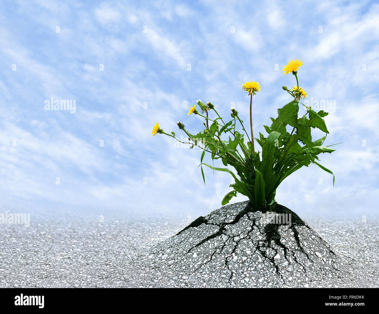 Pflanzen wachsen durch Asphalt. Starke konzeptionelle Bilder repräsentieren Hoffnung, Hartnäckigkeit, Kampf, Entschlossenheit, Widerstandsfähigkeit. Stockfoto