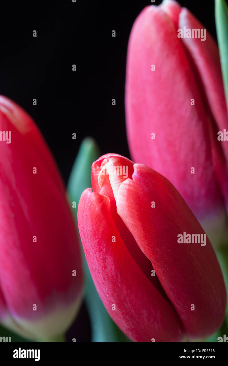 Rote Tulpen auf einem dunklen Hintergrund Closeup vertikales Bild Stockfoto