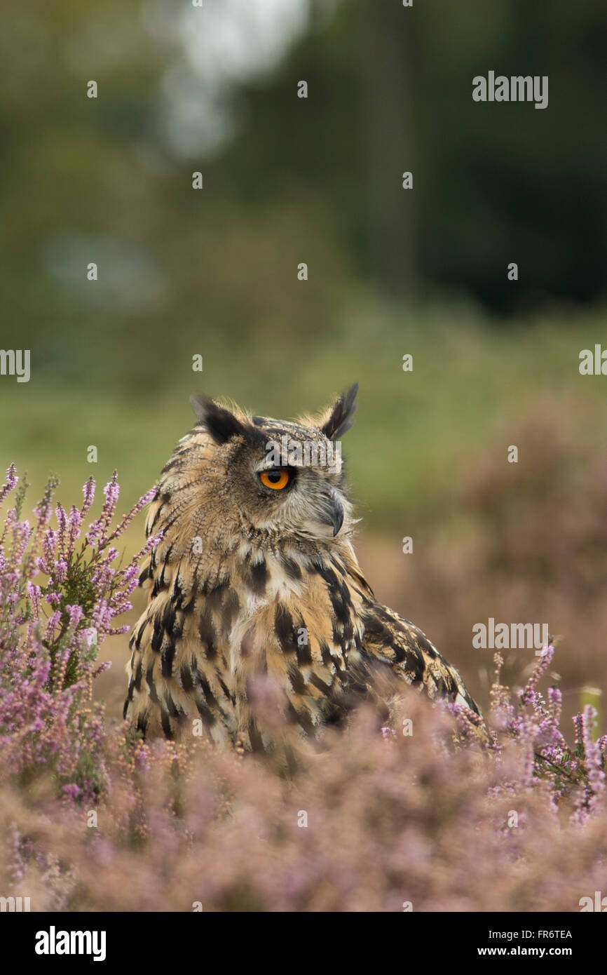 Uhu in der Heide, Leicestershire. Stockfoto