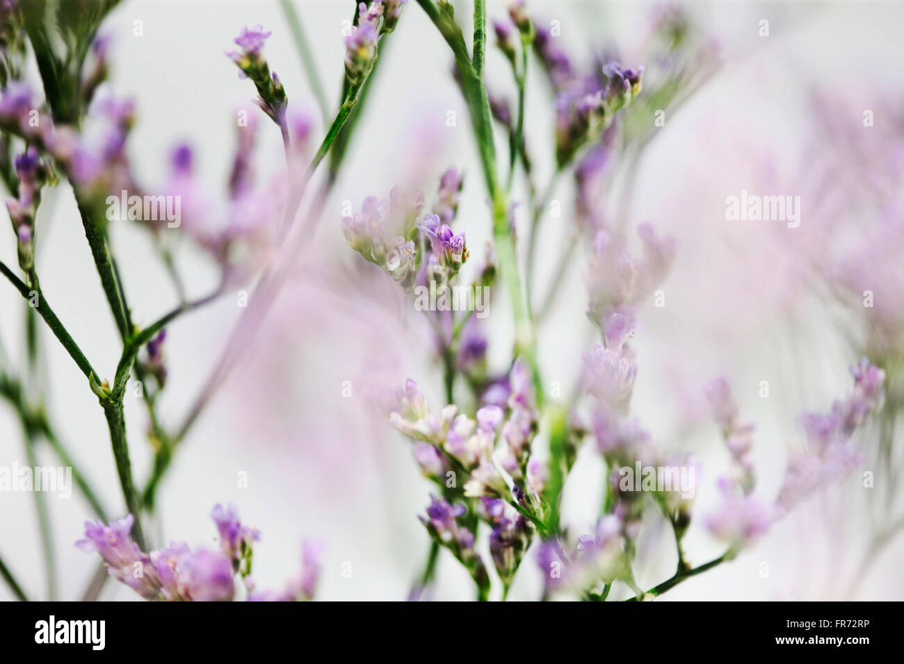 Limonium Overig Maine blau, langlebig, Wiese Blume symbolisiert Erinnerung Jane Ann Butler Fotografie JABP1433 Stockfoto