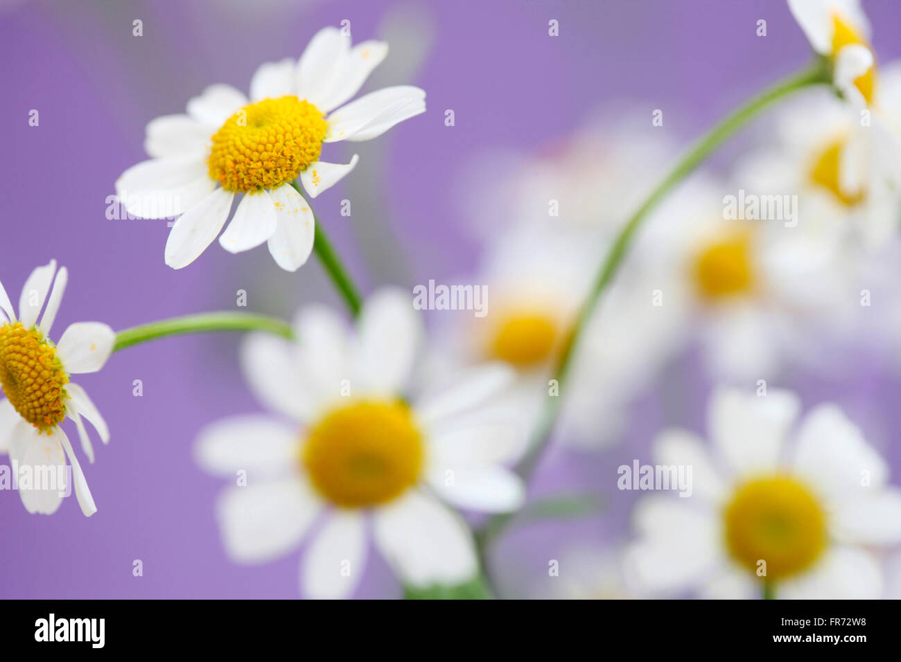 geruchlos Mutterkraut, charmante gänseblümchenartigen Rainfarn Jane Ann Butler Fotografie JABP1086 Stockfoto