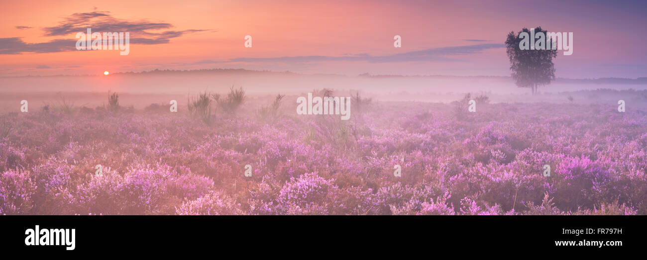 Blühende Heide in den Niederlanden an einem schönen nebligen Morgen bei Sonnenaufgang. Stockfoto