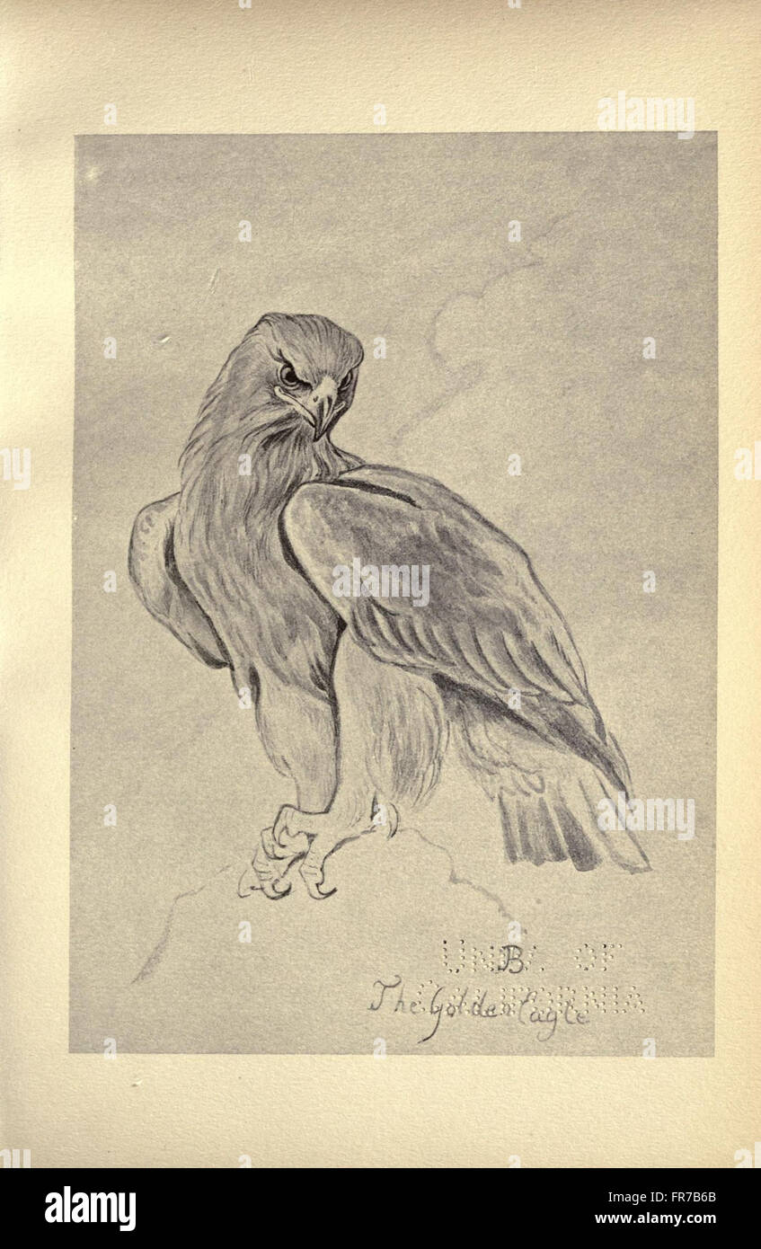 Vögel von Moidart und anderswo (4 Teller) Stockfoto
