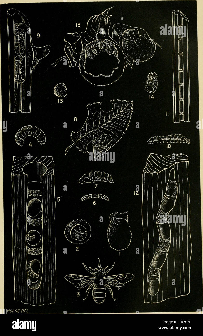 „Guide to the Study of Insects“ (1889) ist eine Ressource für die Untersuchung von Insekten, in der die schädlichen und vorteilhaften Auswirkungen auf die Kulturen aufgezeigt werden. Es richtet sich an Studenten, Landwirte und Landwirtschaftsfachleute und liefert nützliche Informationen für die Schädlingsbekämpfung und den Pflanzenschutz. Stockfoto