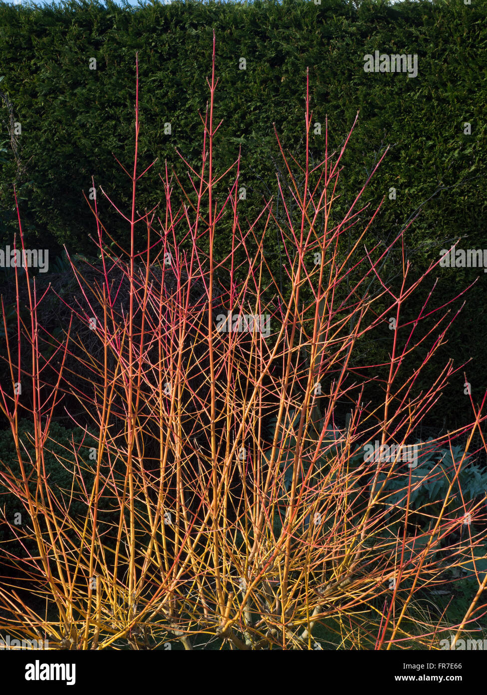 Cornus sanguineaund geht 'Midwinter Fire' im Frühlingssonnenschein Stockfoto