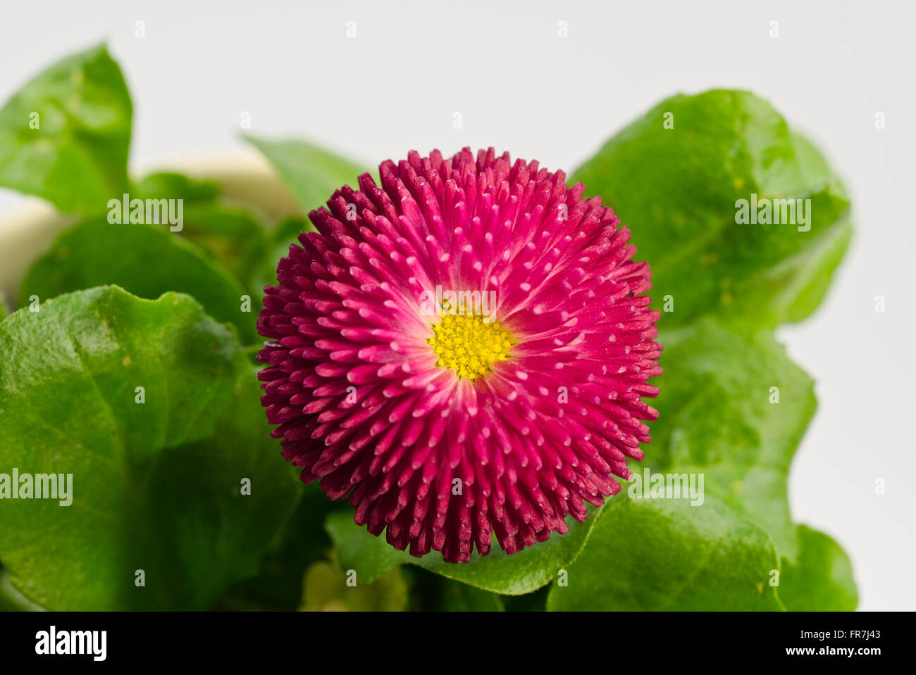 einen schönen Pot Englisch Daisy Stockfoto