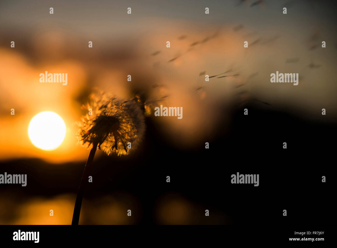 Löwenzahn-Uhr auf Sonnenuntergang, Flügel, fliegen die Blätter. Stockfoto