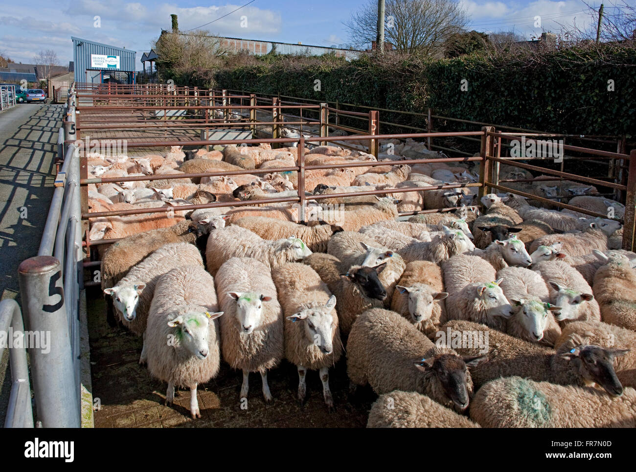 Schafe in einem Markt, in Powys Wales Stockfoto