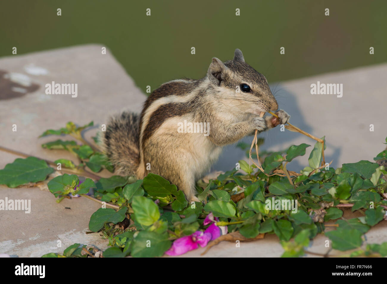 Ein nördlichen Palm Eichhörnchen, auch genannt fünf - gestreiften Palm Eichhörnchen, ein Nagetier, das lebt in Nordindien Stockfoto