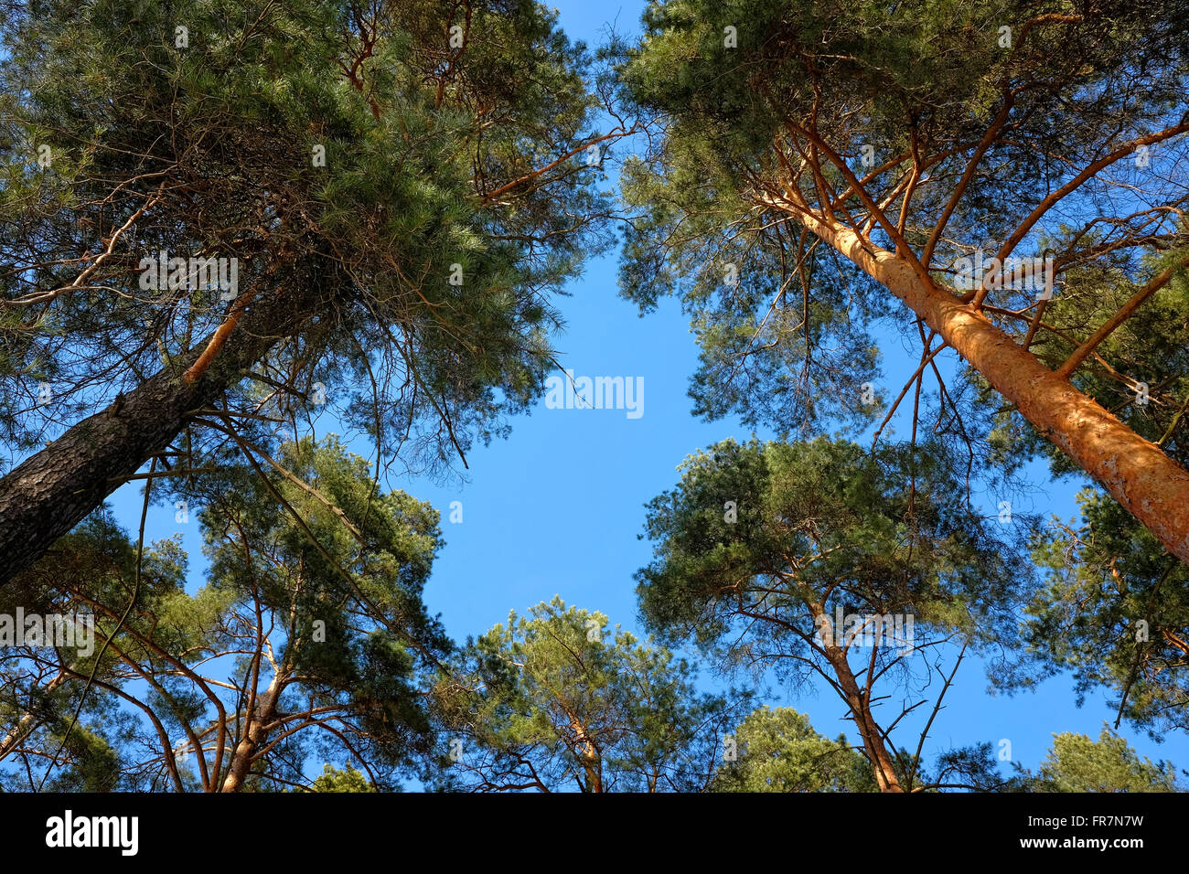 Himmel über Tannenzweigen Stockfoto