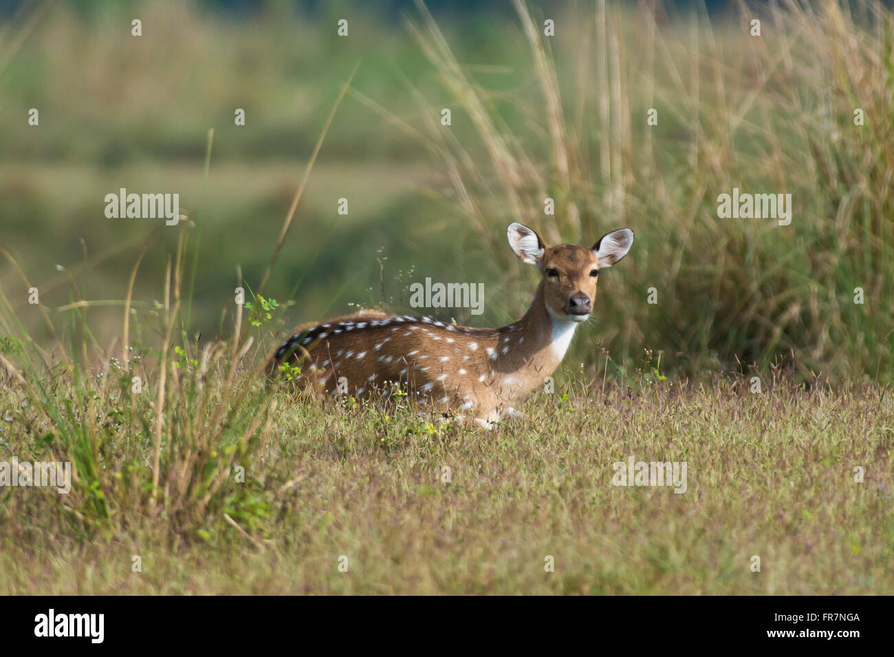 Chital Rotwild auch genannt entdeckt Rehe in Kanha National Park of India Stockfoto