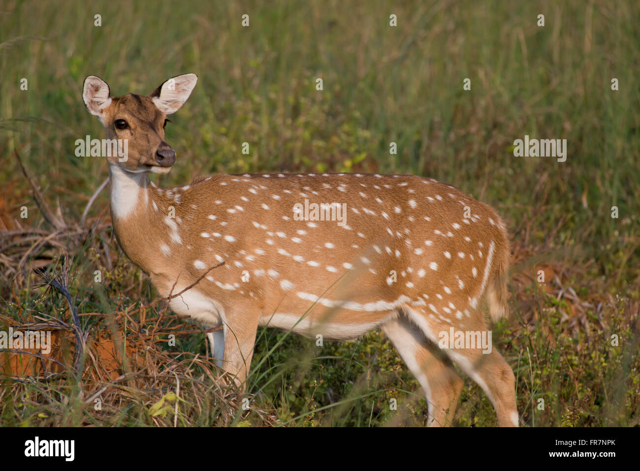 Chital Rotwild auch genannt entdeckt Rehe in Kanha National Park of India Stockfoto