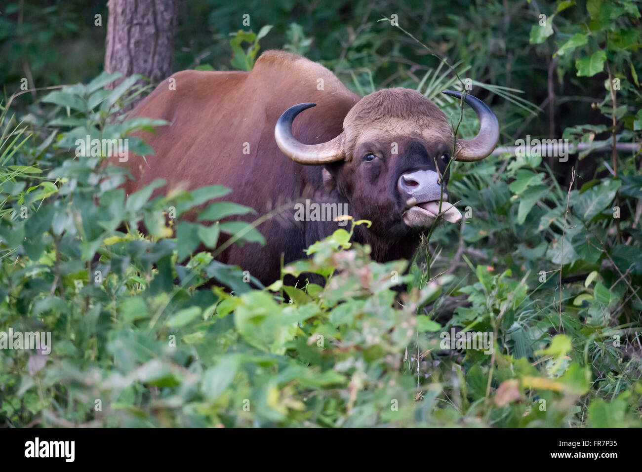 Gaur genannt auch indische Bison in Kanha National Park of India. Wissenschaftliche Name Bos Gaurus Stockfoto