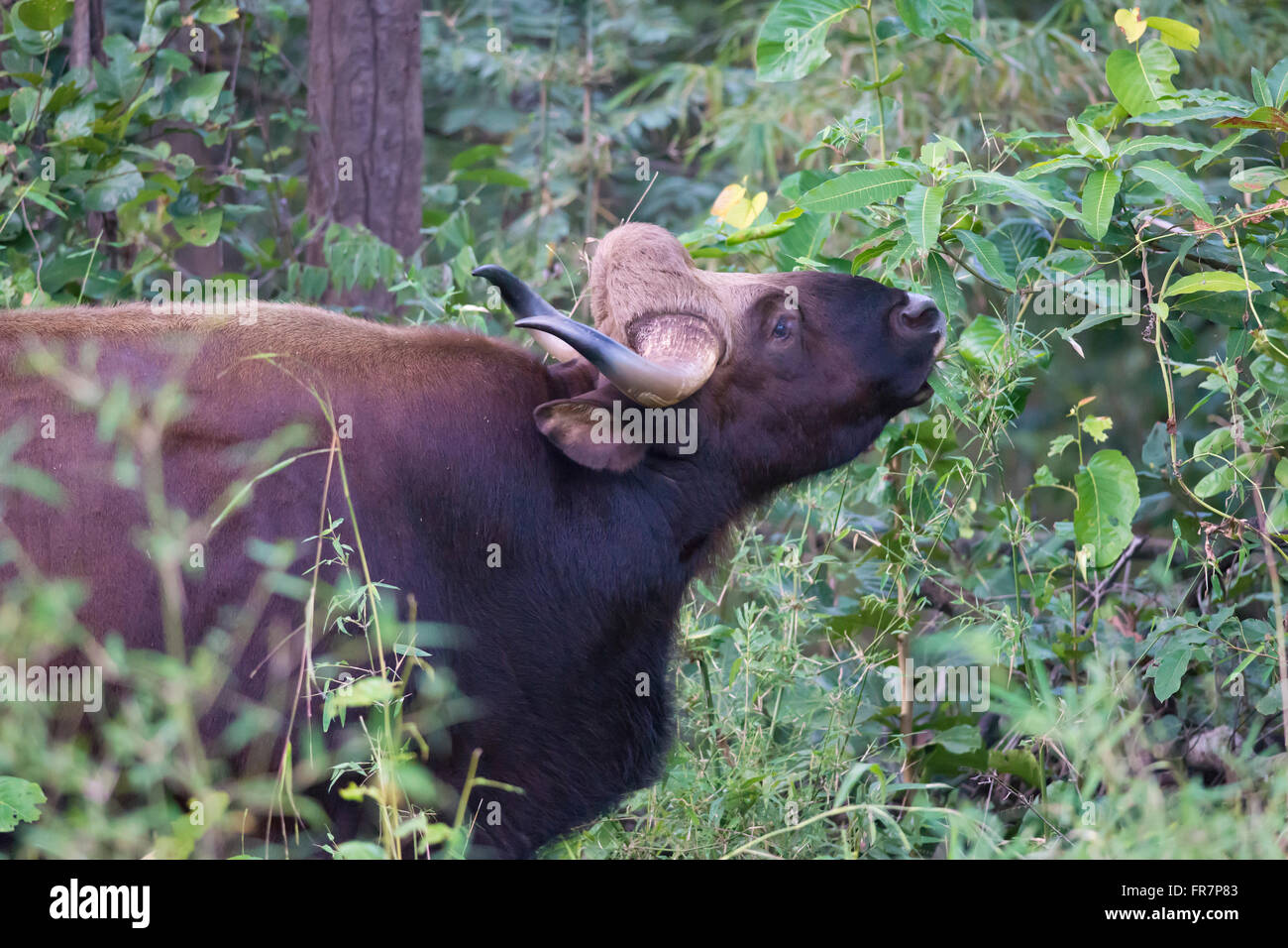 Gaur genannt auch indische Bison in Kanha National Park of India. Wissenschaftliche Name Bos Gaurus Stockfoto