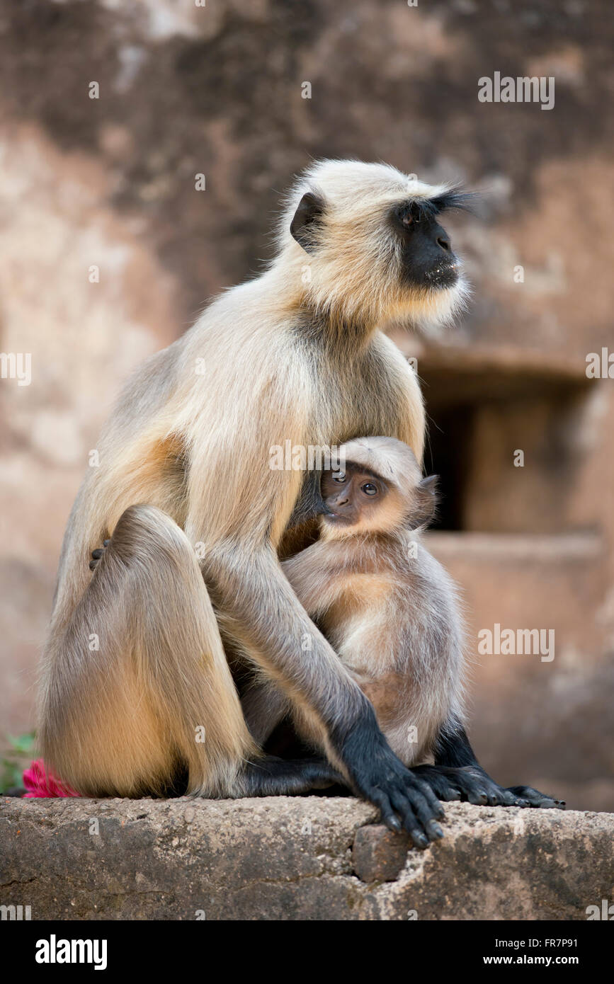 Familie von grauen Languren, typisch indischen Affe Stockfoto