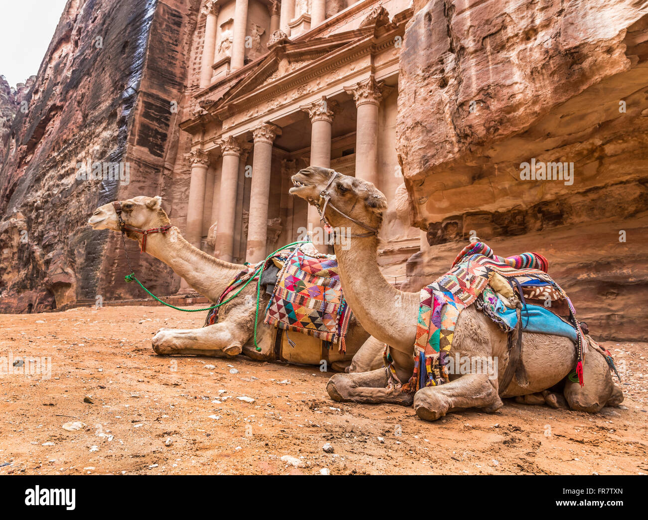 Beduinen Kamel liegt in der Nähe der Schatzkammer Al Khazneh Stockfoto