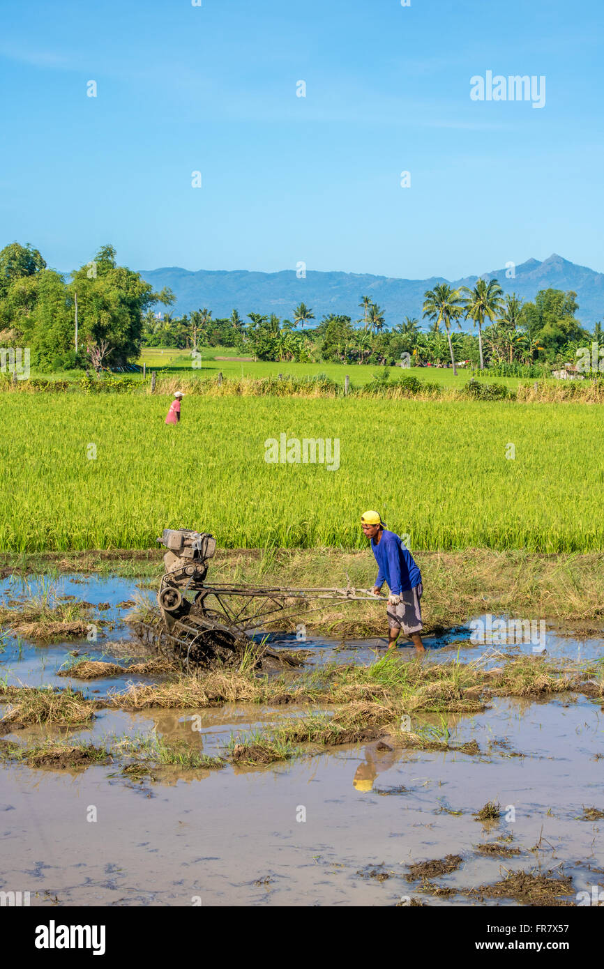 Philippinen Leyte Ormoc bereitet den Reis Felder für die Bepflanzung von Adrian Baker Stockfoto