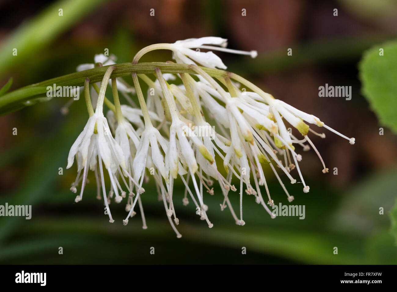 Wispy weißen Blüten von der frühen Frühling blühende immergrüne mehrjährige, Ypsilandra thibetica Stockfoto