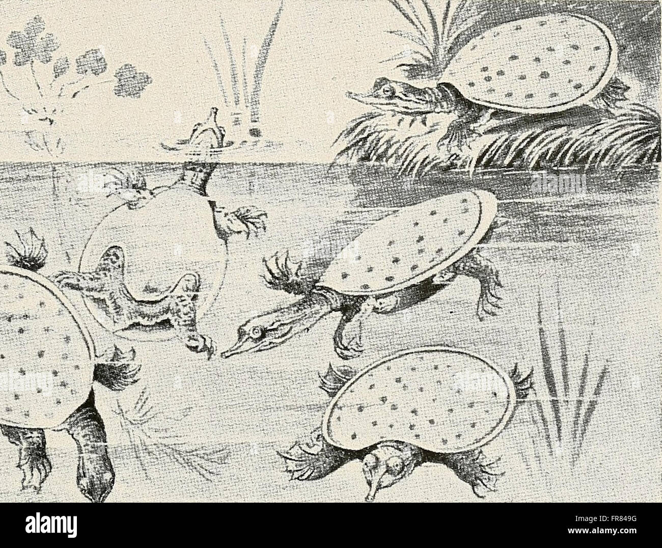 Aquatic Life (1917-1918) erforscht die vielfältigen Lebensformen aquatischer Ökosysteme. Diese Arbeit beschäftigt sich mit den biologischen Eigenschaften von Meeres- und Süßwasserarten und konzentriert sich auf deren Ökologie, Verhalten und Wechselwirkungen in aquatischen Umgebungen während des frühen 20. Jahrhunderts. Stockfoto