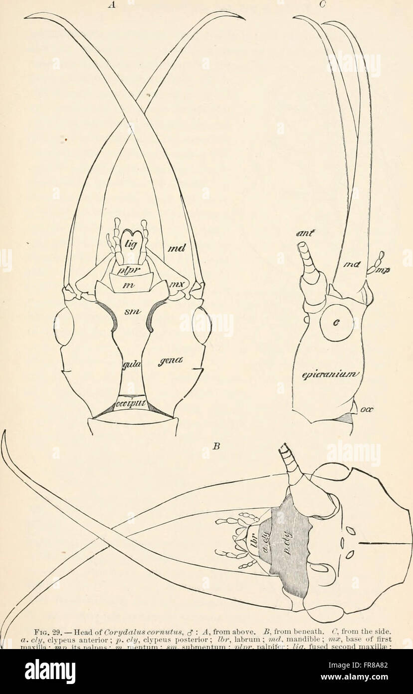 Ein Lehrbuch der Entomologie, einschließlich der Anatomie, Physiologie, Embryologie und Metamorphosen von Insekten, für den Einsatz in landwirtschaftlichen und technischen Schulen und Hochschulen sowie von der Arbeit Entomologe Stockfoto