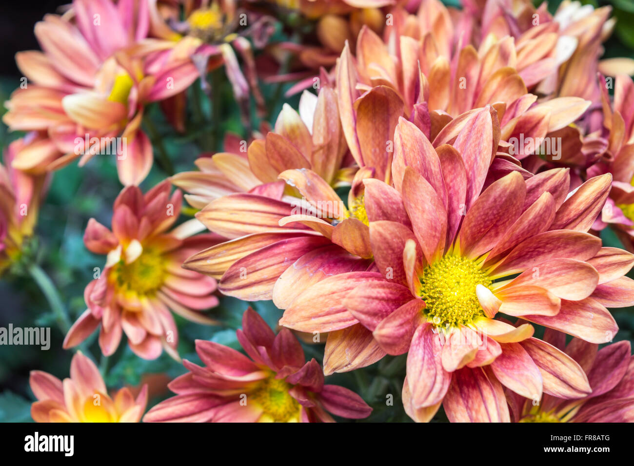 lila Chrysanthemen blühen Stockfoto