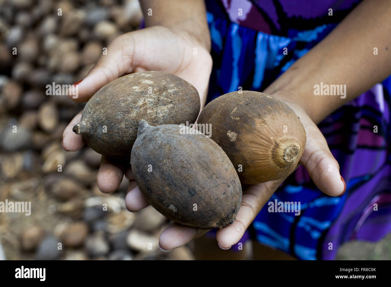 Detail der Hände halten Babassu Kokosnuss in der Papagei Schnabel region Stockfoto