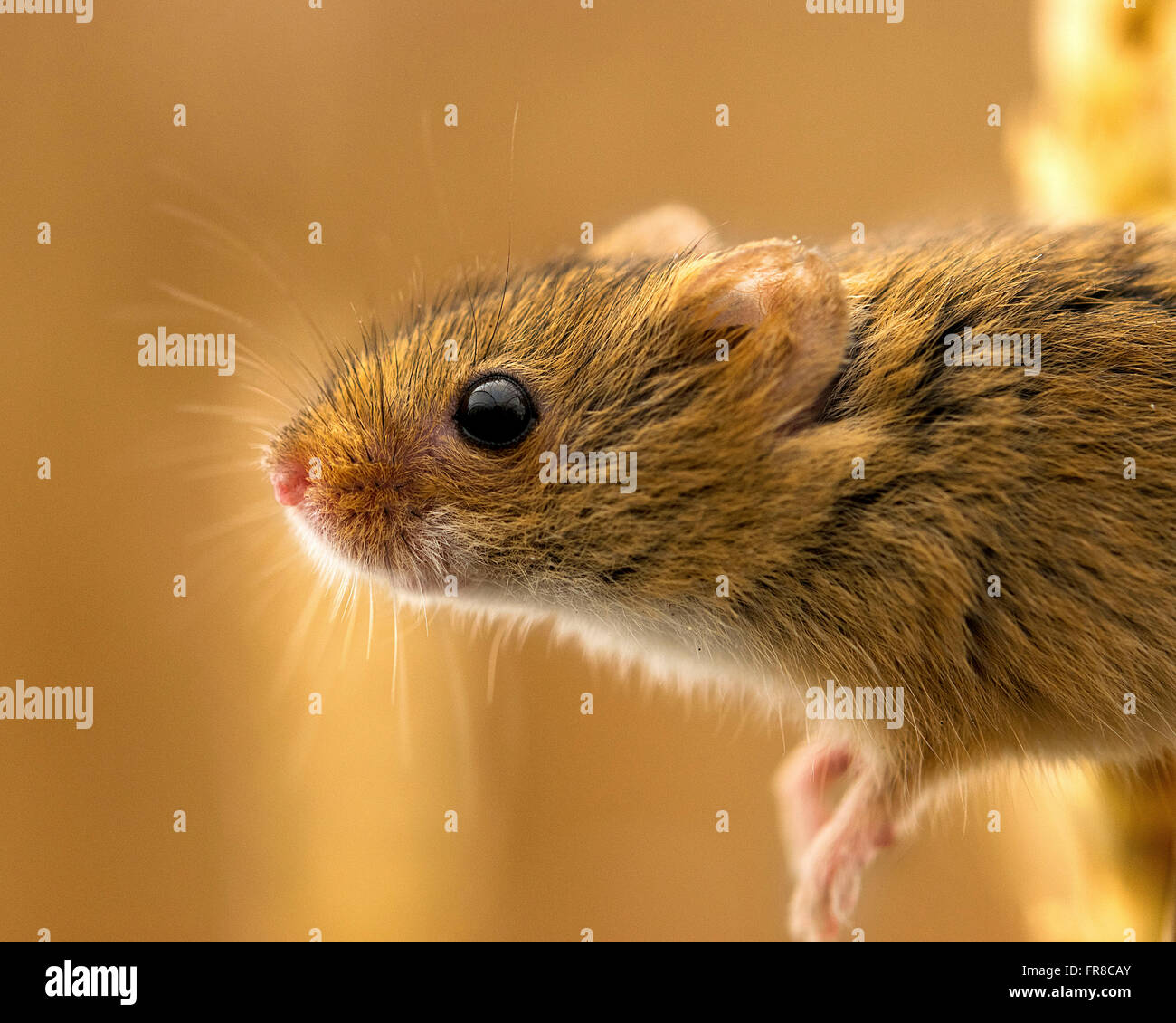 Eine Nahaufnahme Makroaufnahme einer sehr kleine Ernte-Maus auf einer Wildlife-Statuen getroffen. Sie sind winzig, schnelllebigen liebenswerte Geschöpfe. Stockfoto