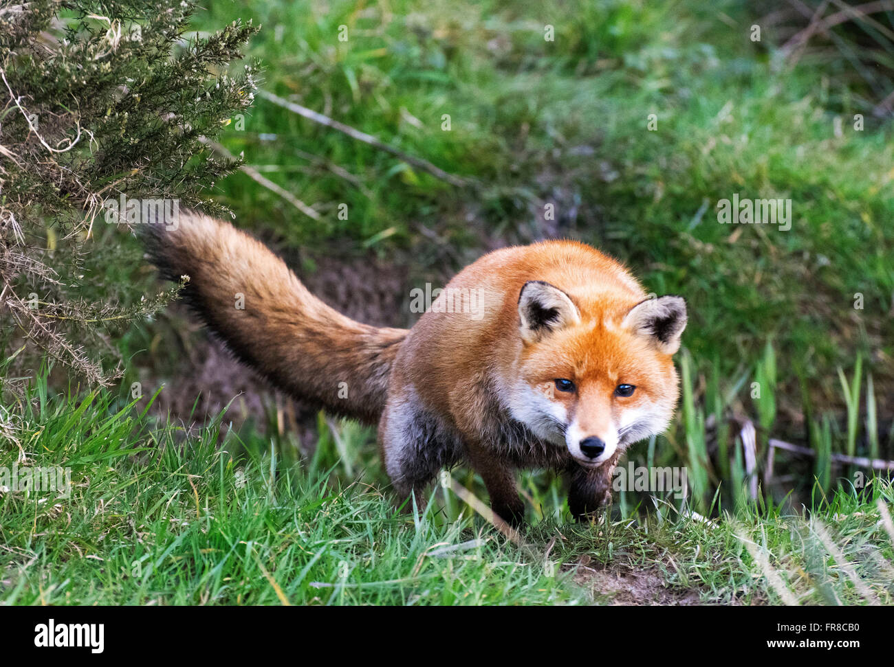 Dies ist ein Landschaft Schuss von einem Rotfuchs während ihrer Jagd nach Nahrung, wie es sprang und über einen Graben in der Erde gelandet. Stockfoto