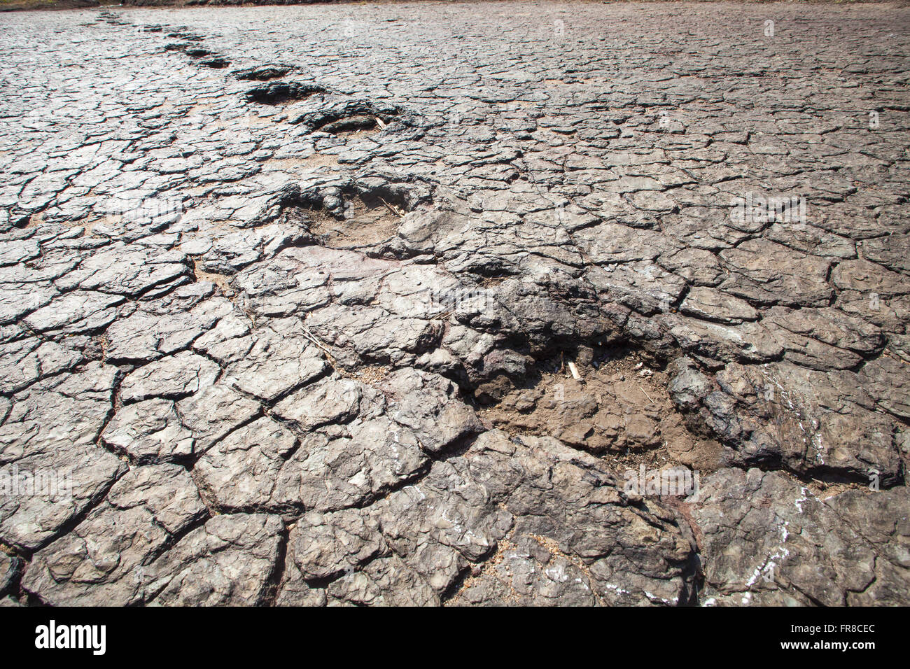 Dinosaurier-Fußspuren im Tal der Dinosaurier Stockfoto