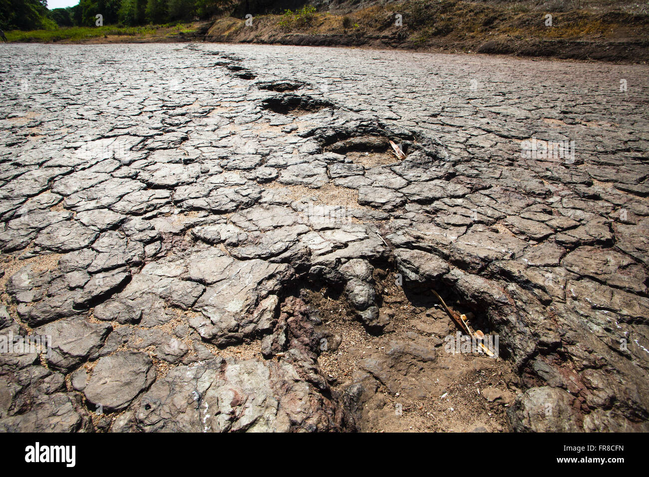 Dinosaurier-Fußspuren im Tal der Dinosaurier Stockfoto