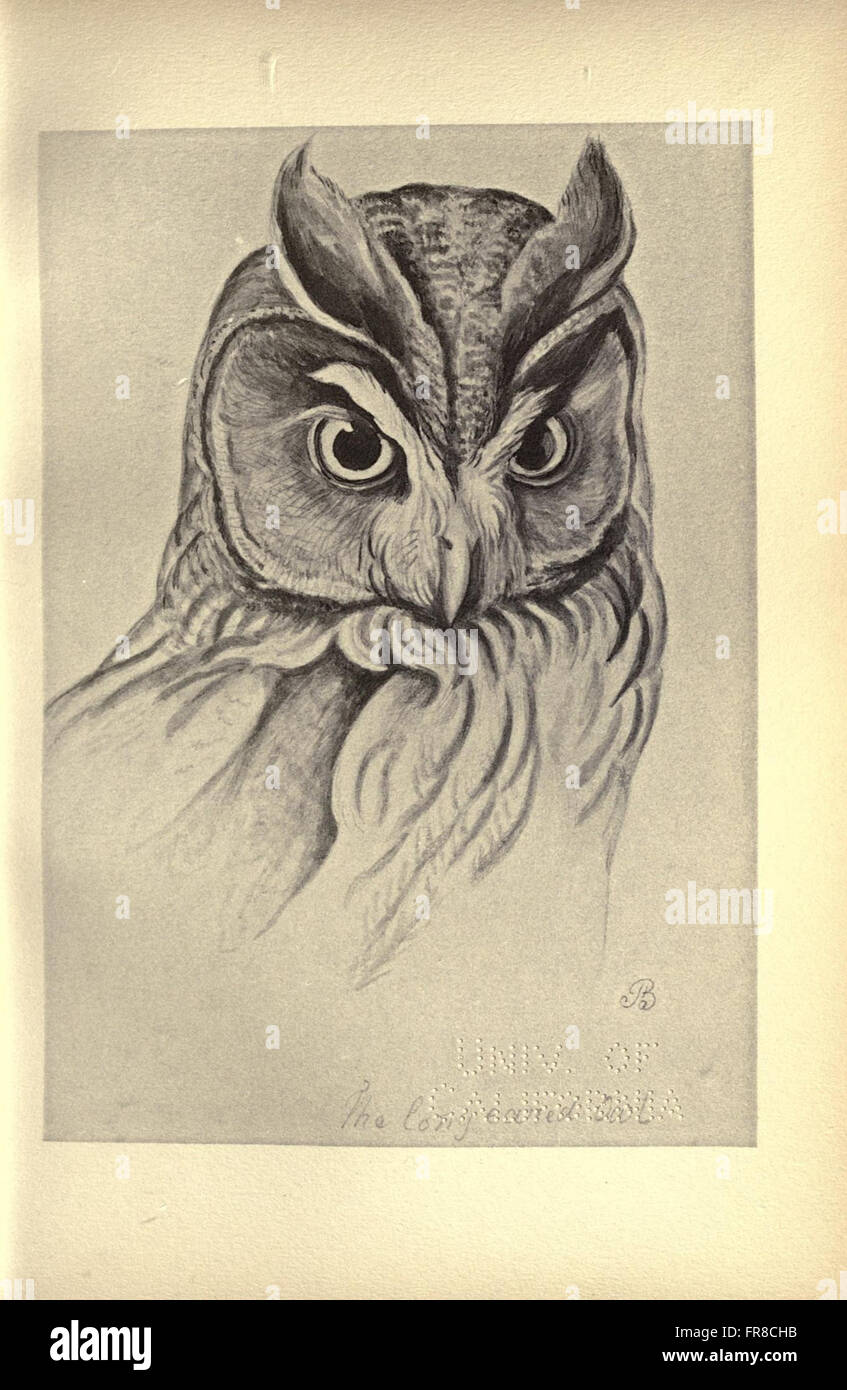 Vögel von Moidart und anderswo (Platte 13) Stockfoto