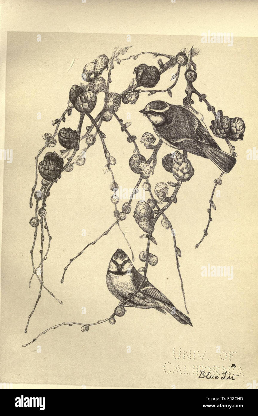 Vögel von Moidart und anderswo (Platte 32) Stockfoto