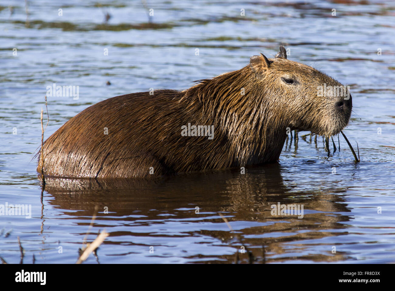 Capybara - hydrochaeris Stockfoto
