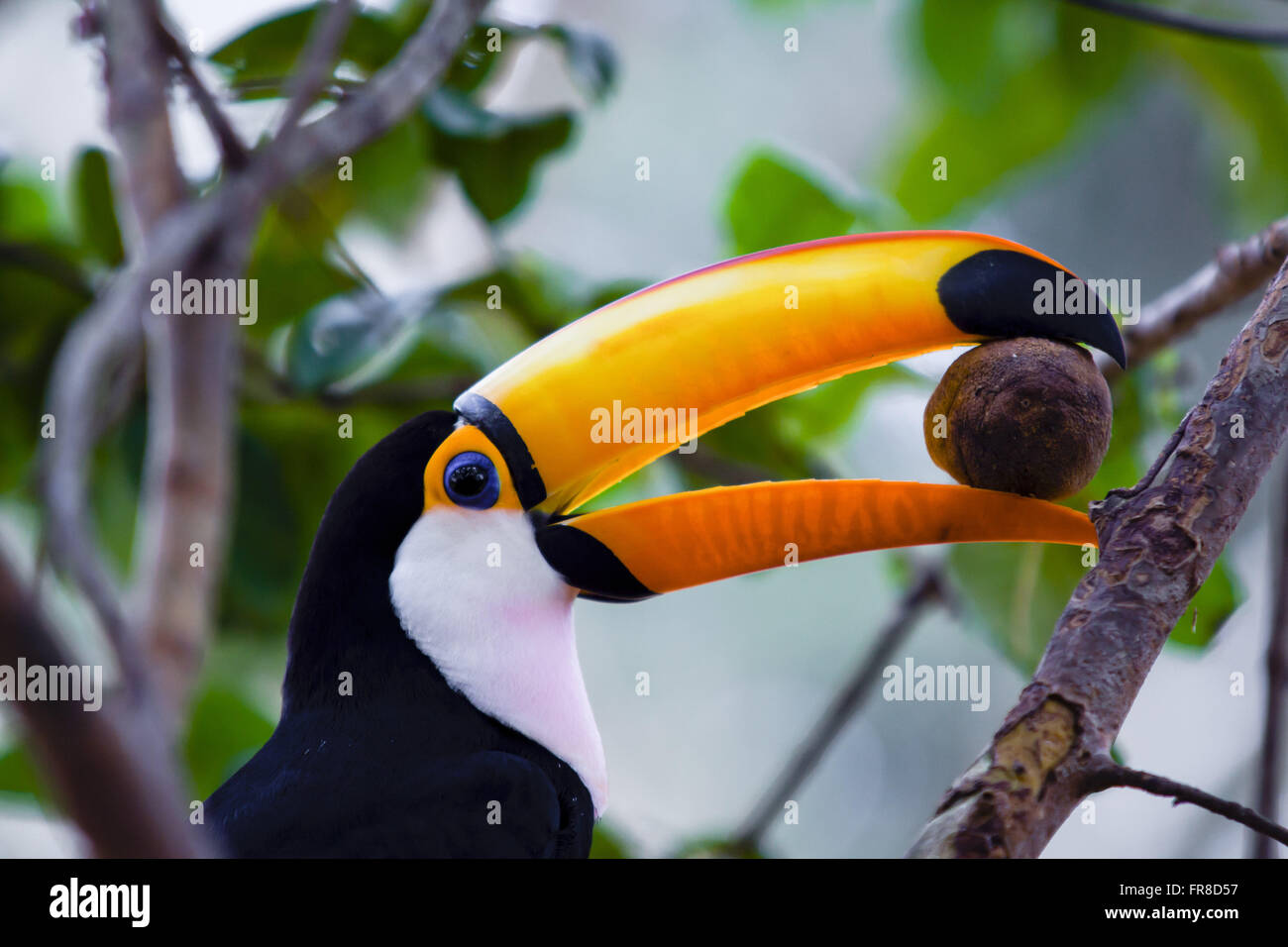 Tucano - Ramphastus Spiel - Feeds auf Obsthof in der Pantanal-Region des Südens Stockfoto