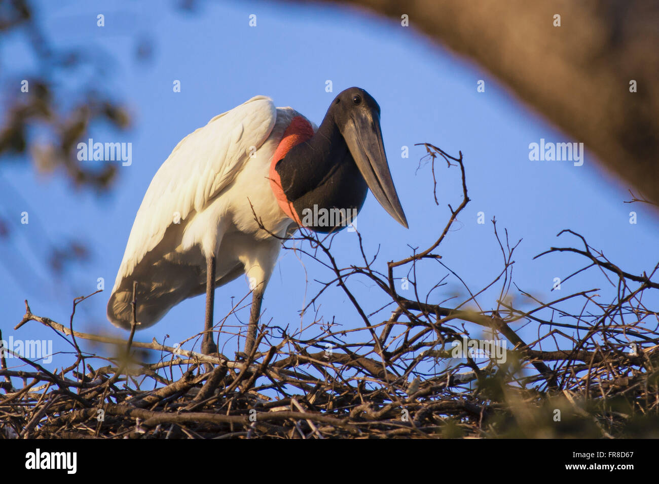 Tuiuiu oder Quark in die Nest - Jabiru Mycteria - Pantanal-Parkstraße Stockfoto