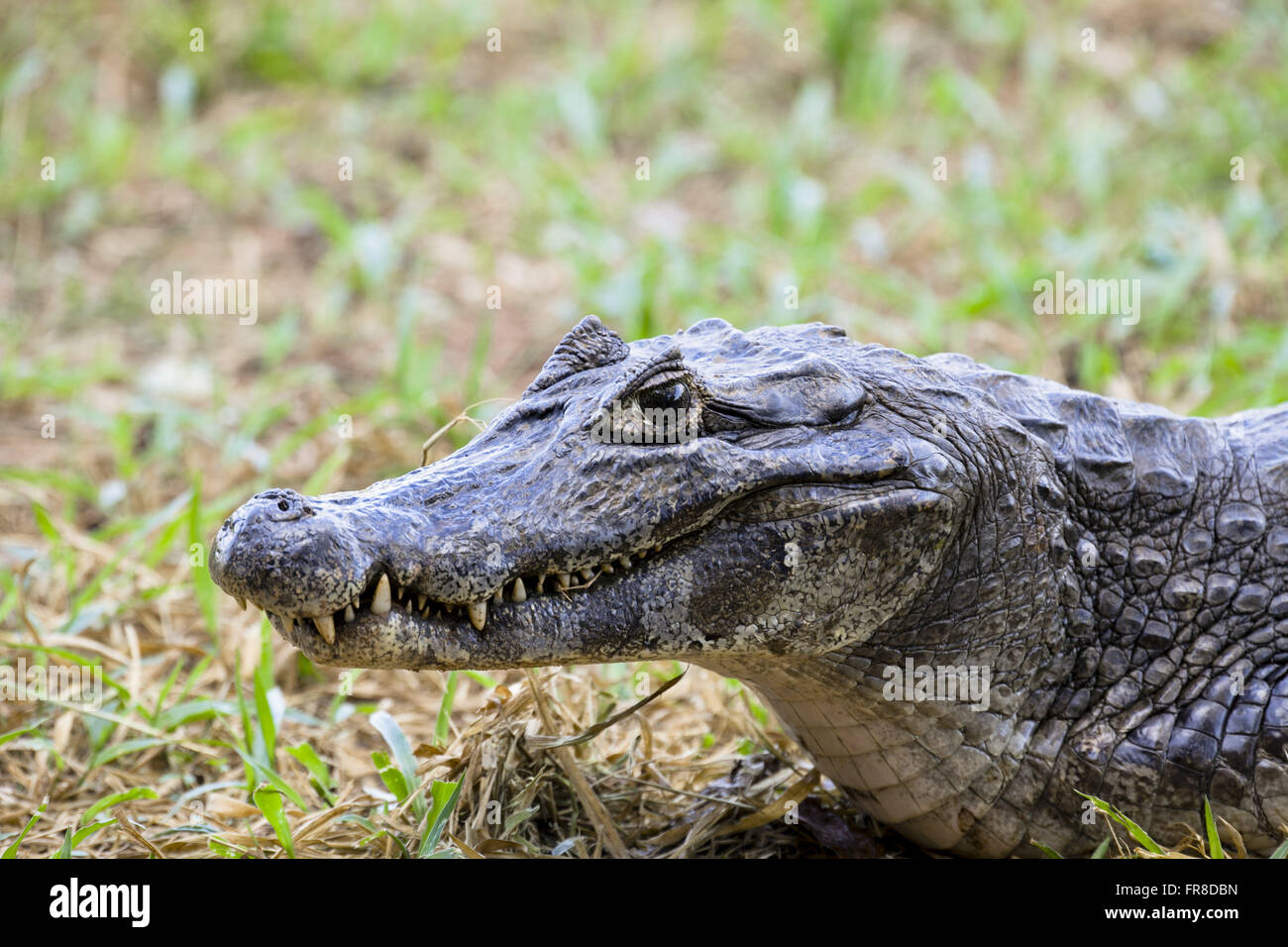 Jacare Marsh - Caiman Crocodilus yacare Stockfoto