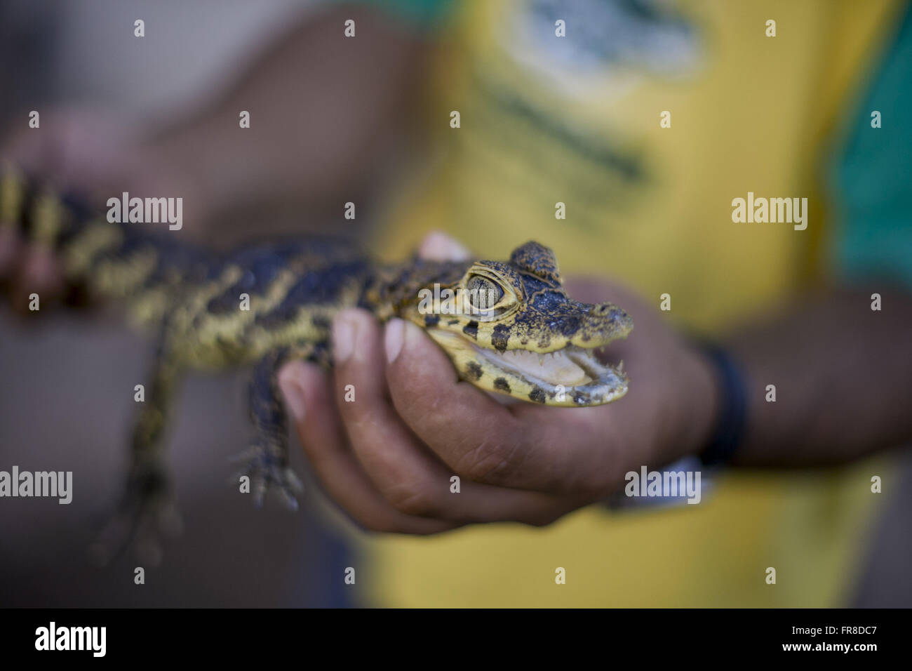 Young Jacare Marsh - Caiman Crocodilus yacare Stockfoto