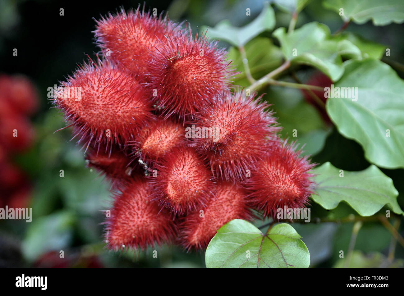 Plantation Annatto - Bixa orellana Stockfoto