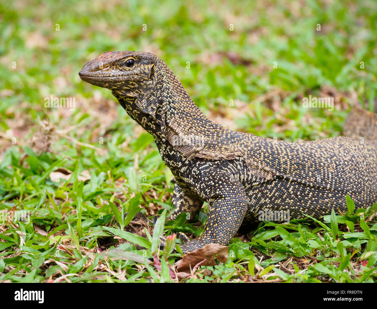 Getrübte Waran (Varanus nebulösen) auf grünen Rasen in Kuala Lumpur, Malaysia Stockfoto
