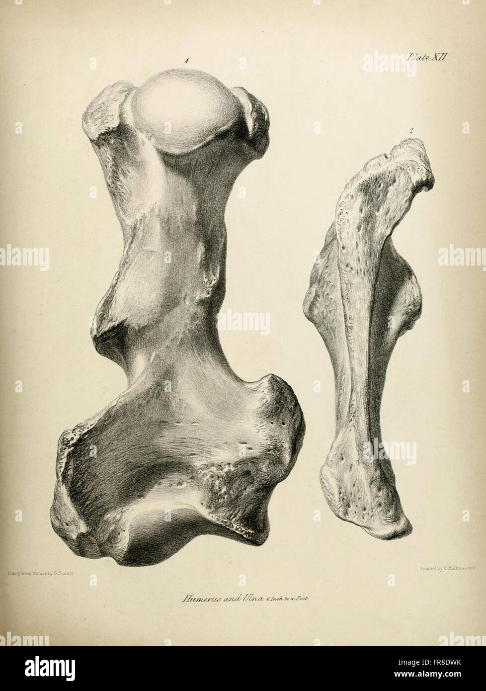 Diese Arbeit beschreibt das fossile Skelett von Mylodon robustus, einem ausgestorbenen Riesenfaultier, und liefert detaillierte Beobachtungen an den Megatherioiden Quadrupten, die Einblicke in prähistorische Säugetiere geben. Stockfoto