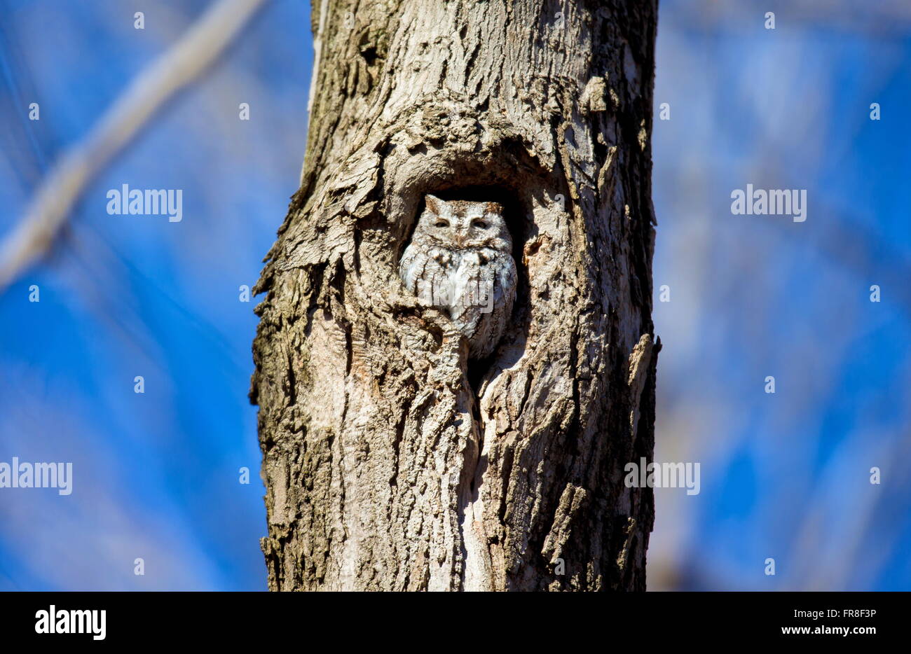 Ost-Kreischeule. Stockfoto