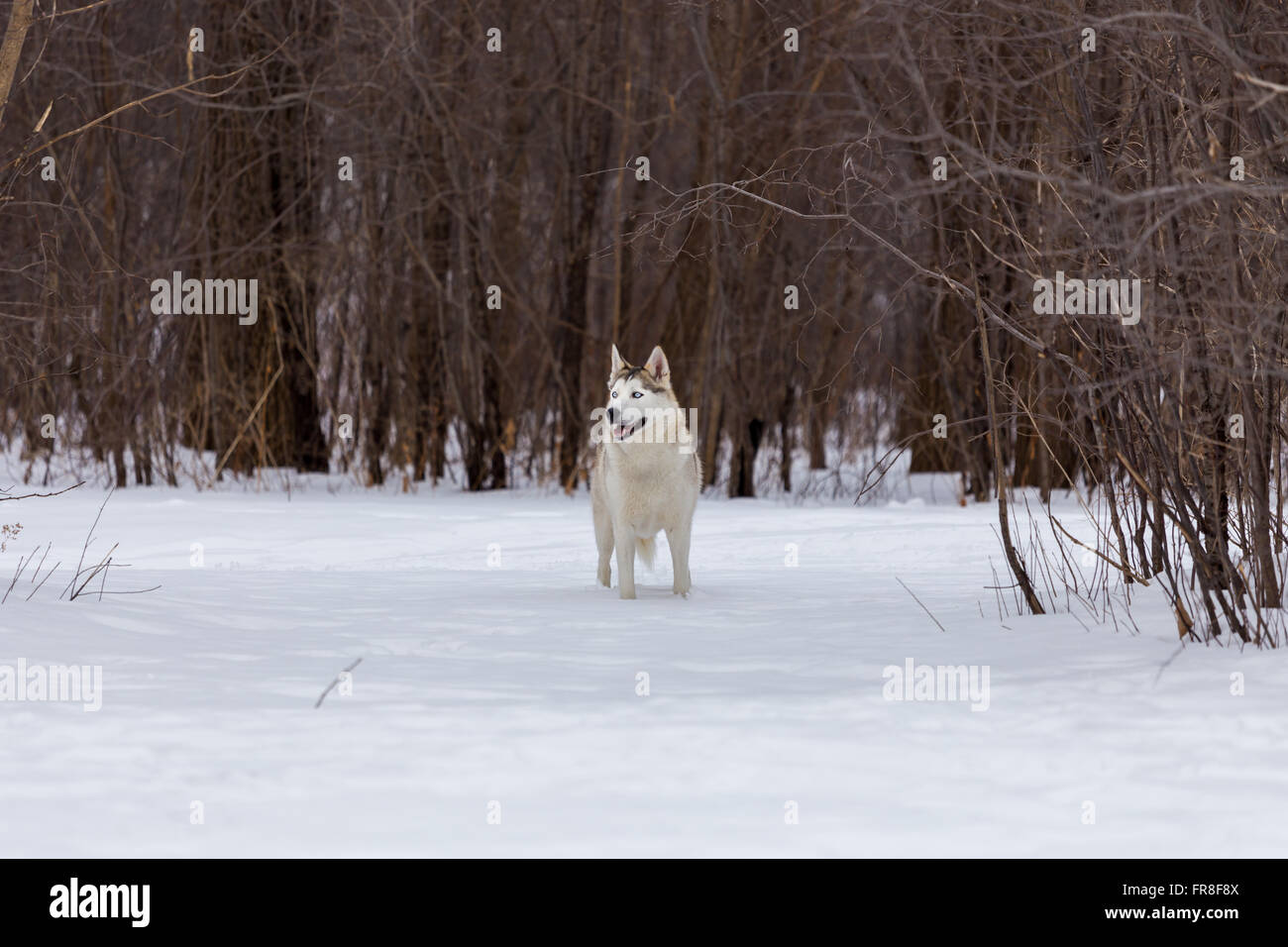 Husky, laufen im Schnee Stockfoto