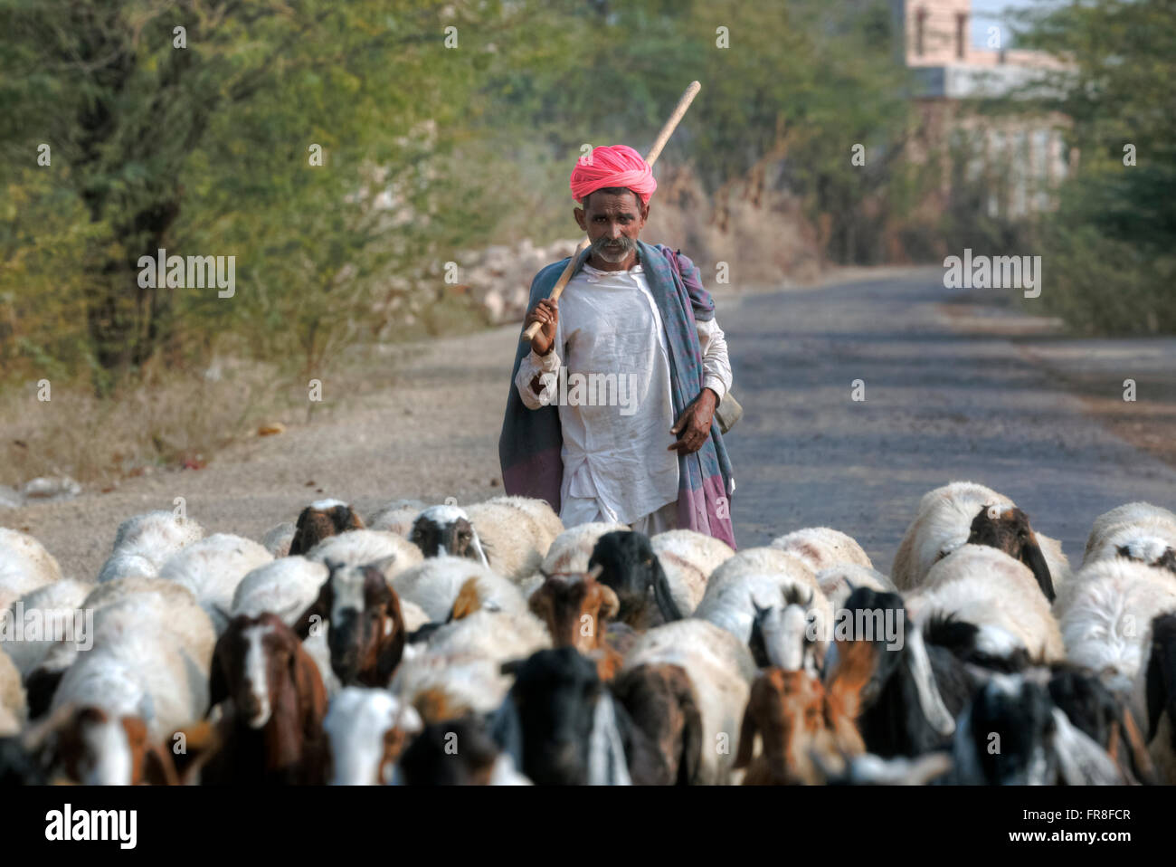 Ziegenhirten in ein Stammes-Dorf in der Nähe von Jodhpur, Indien Stockfoto
