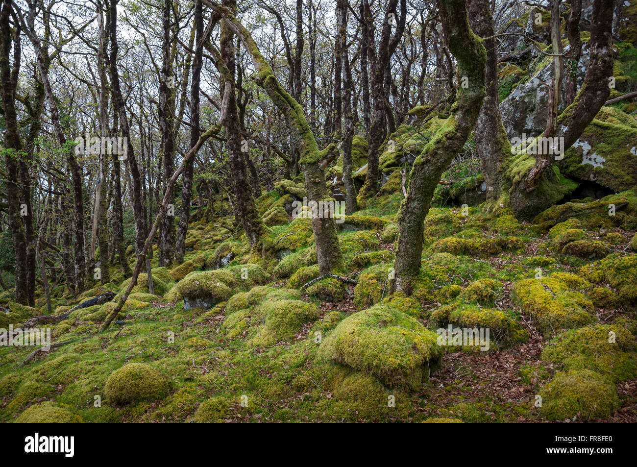 Magische moosigen Wald bei Ty Canol national Nature reserve in Pembrokeshire, Wales. Stockfoto