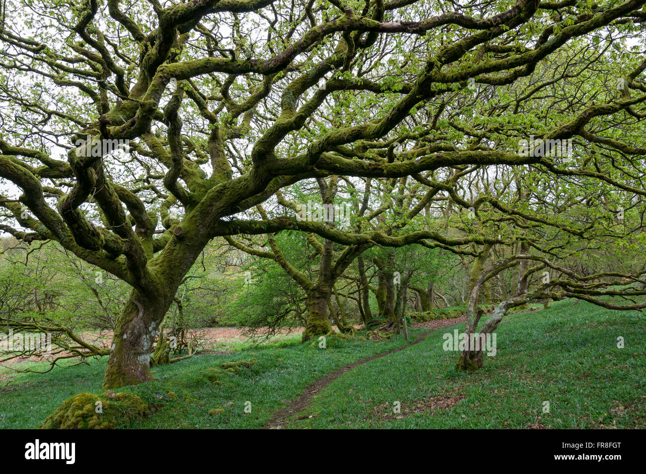 Moos bedeckt Eichen in Ty Canol Wäldern ein nationales Naturreservat in Pembrokeshire, Wales. Stockfoto