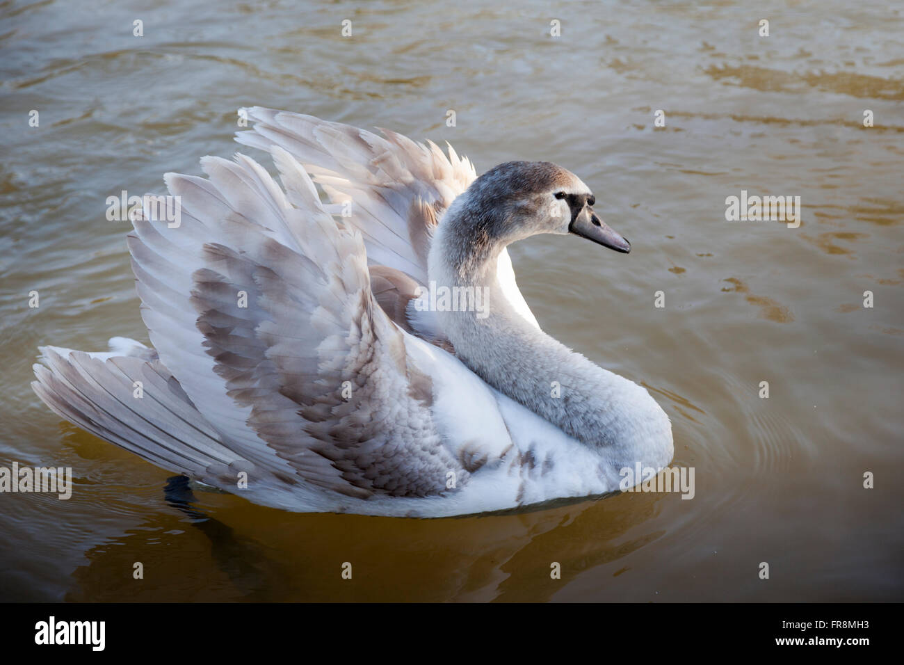 Nahaufnahme des Gefieders eines jungen stummen Schwans - cygnus olor - auf dem Wasser, England, Großbritannien Stockfoto