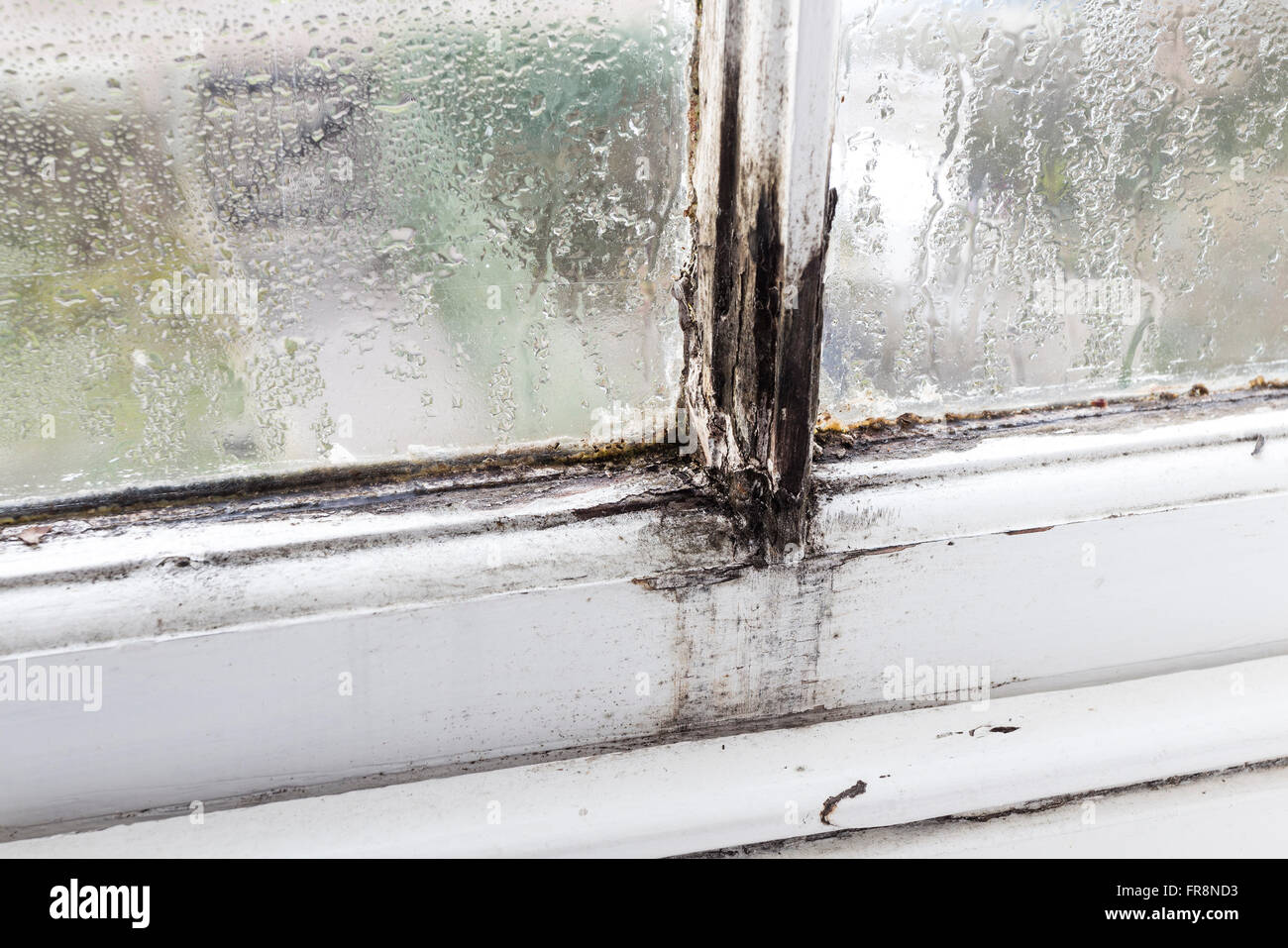 Faulen Fensterrahmen mit Kondenswasser, Schimmel und Moos wächst in einem gemieteten Haus UK Stockfoto