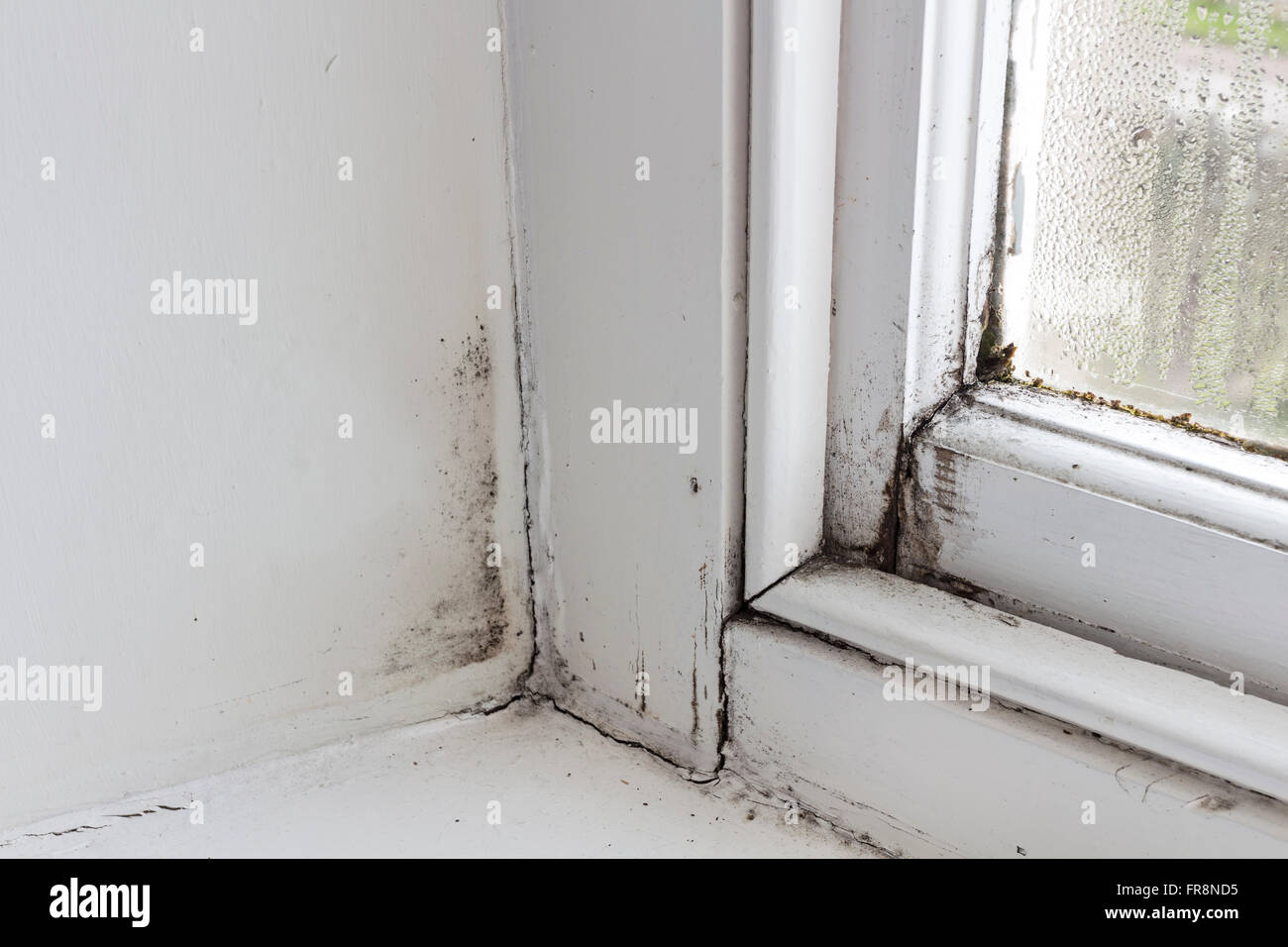 Faulen Fensterrahmen mit Kondenswasser, Schimmel und Moos wächst in einem gemieteten Haus UK Stockfoto
